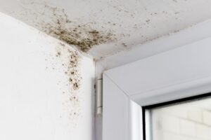 how to prevent mould and mildew